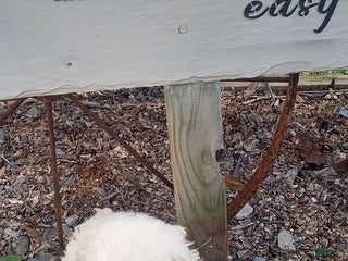 Bichon Frise dogs - Ad 25