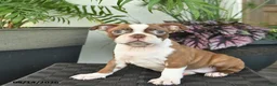 Boston Terrier dogs for sale: Ruby  - Ad 3