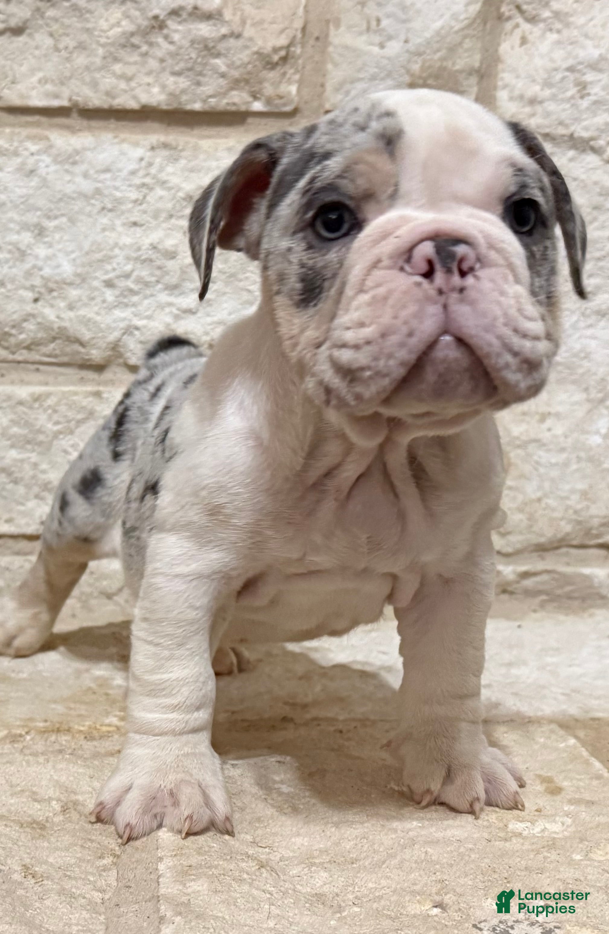 English Bulldog dogs Chloe - Ad 2