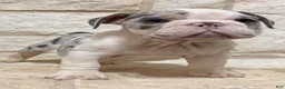 English Bulldog dogs for sale: Chloe - Ad 2