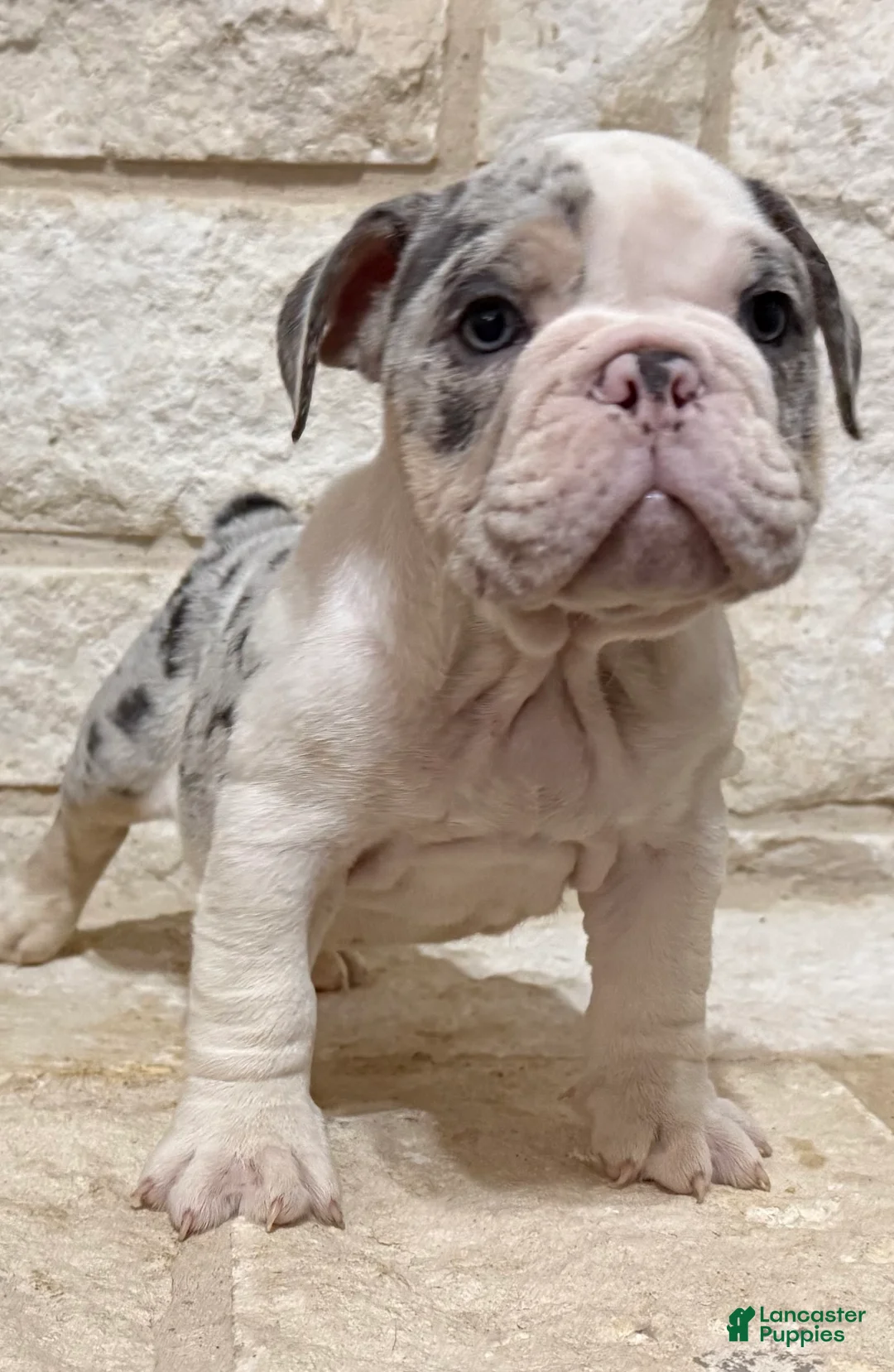 English Bulldog dogs for sale: Chloe - Ad 2