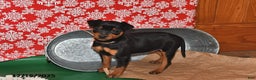 Miniature Pinscher dogs for sale: Texas - Ad 2