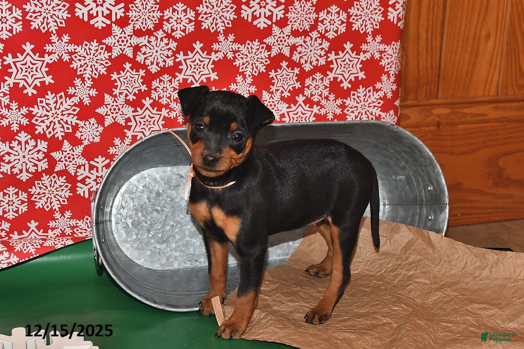 Miniature Pinscher dogs for sale: Texas - Ad 2