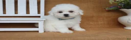 Bichon Frise dogs for sale: Aiden - Ad 4