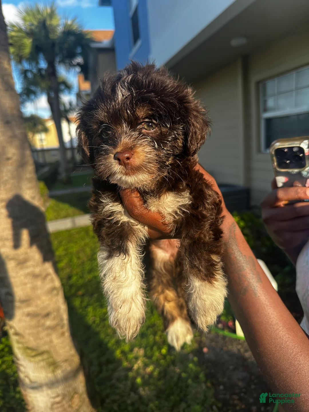Mixed Breed dogs for sale: Mixed Breed Puppy 1 - Ad 3