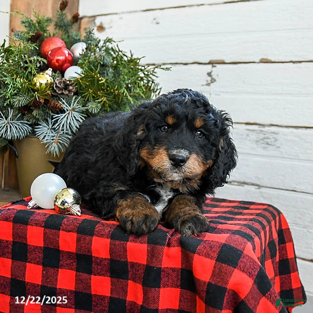 Mini Bernedoodle dogs for sale: Biscuit - Ad 3