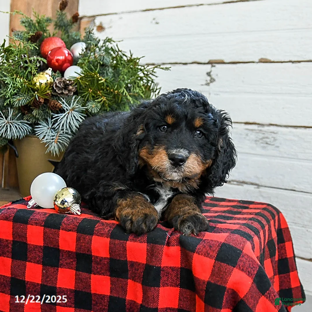Mini Bernedoodle dogs for sale: Biscuit - Ad 8