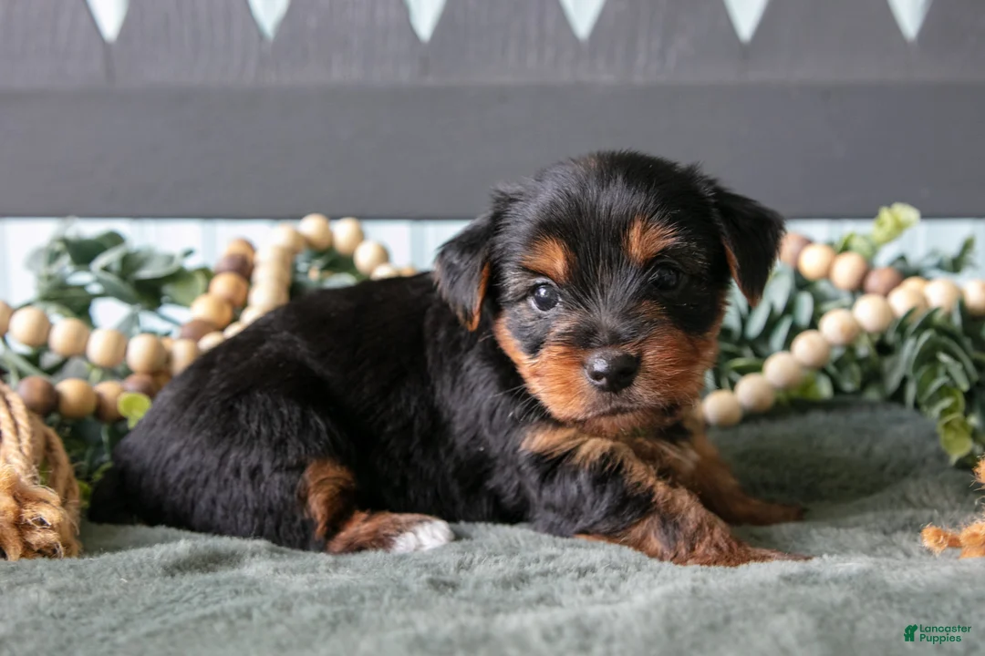 Yorkshire Terrier dogs for sale: Forest - Ad 3