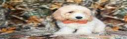 Cockapoo dogs for sale: Ollie - Ad 8
