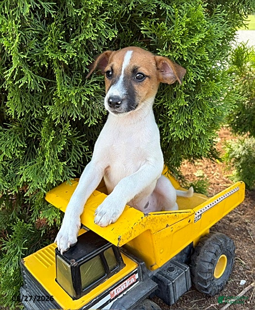 Mixed Breed dogs Silas  - Ad 2