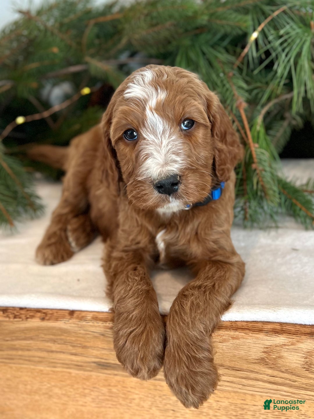 Irish Doodle dogs for sale: Theodore  - Ad 6