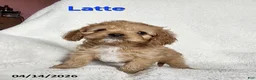Cavapoo dogs for sale: Latte - Ad 1