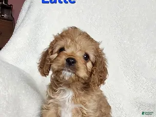 Cavapoo dogs Latte - Ad 28