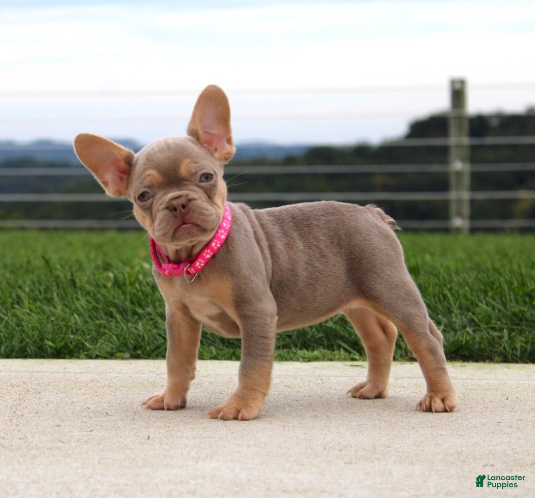 French Bulldog dogs Tanya - Ad 2