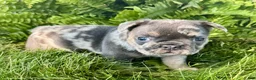 French Bulldog dogs for sale: Addie - Ad 6