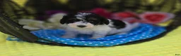 Maltipoo dogs for sale: Topaz  - Ad 3