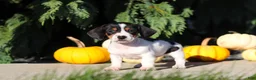 Dachshund dogs for sale: Bailey - Ad 4
