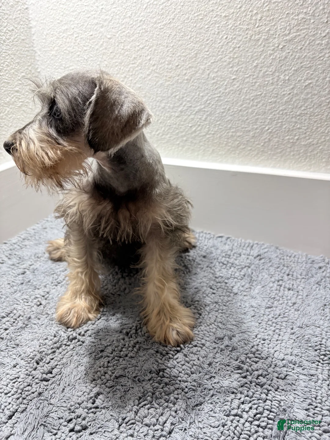 Miniature Schnauzer dogs for sale: Miniature Schnauzer 2 - Ad 2
