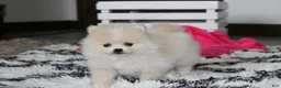 Pomeranian dogs for sale: Raine - Ad 10