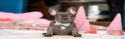 French Bulldog dogs for sale: Jackie - Ad 1