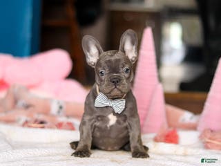 French Bulldog dogs Jackie - Ad 8