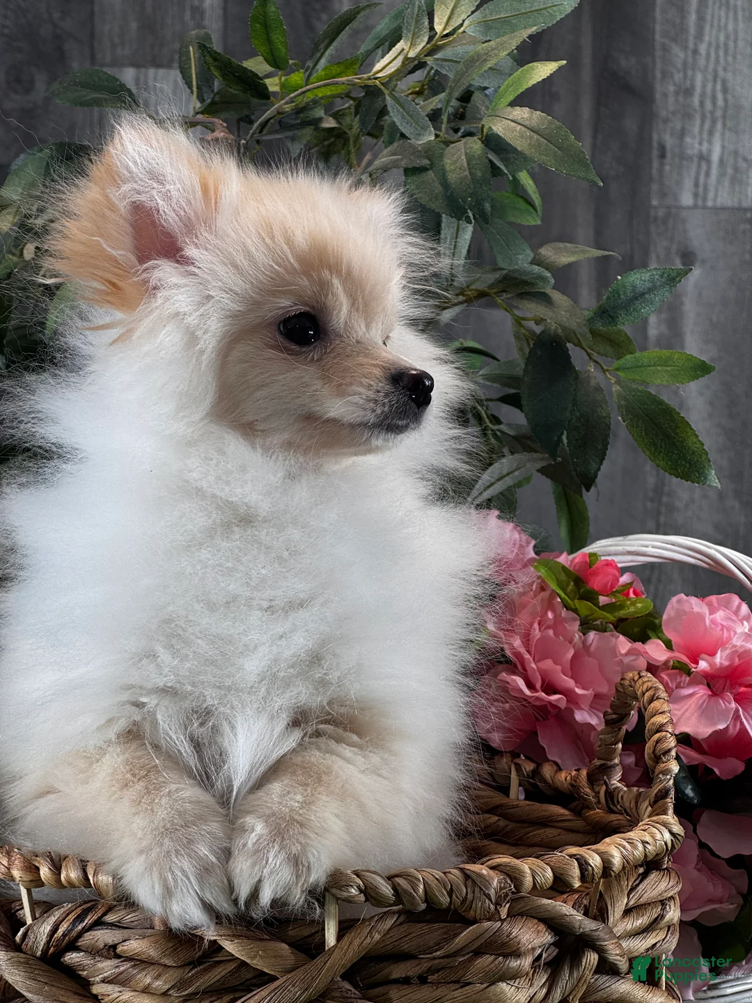 Pomeranian dogs for sale: Pete - Ad 7