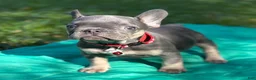 French Bulldog dogs for sale: PEE WEE - Ad 3