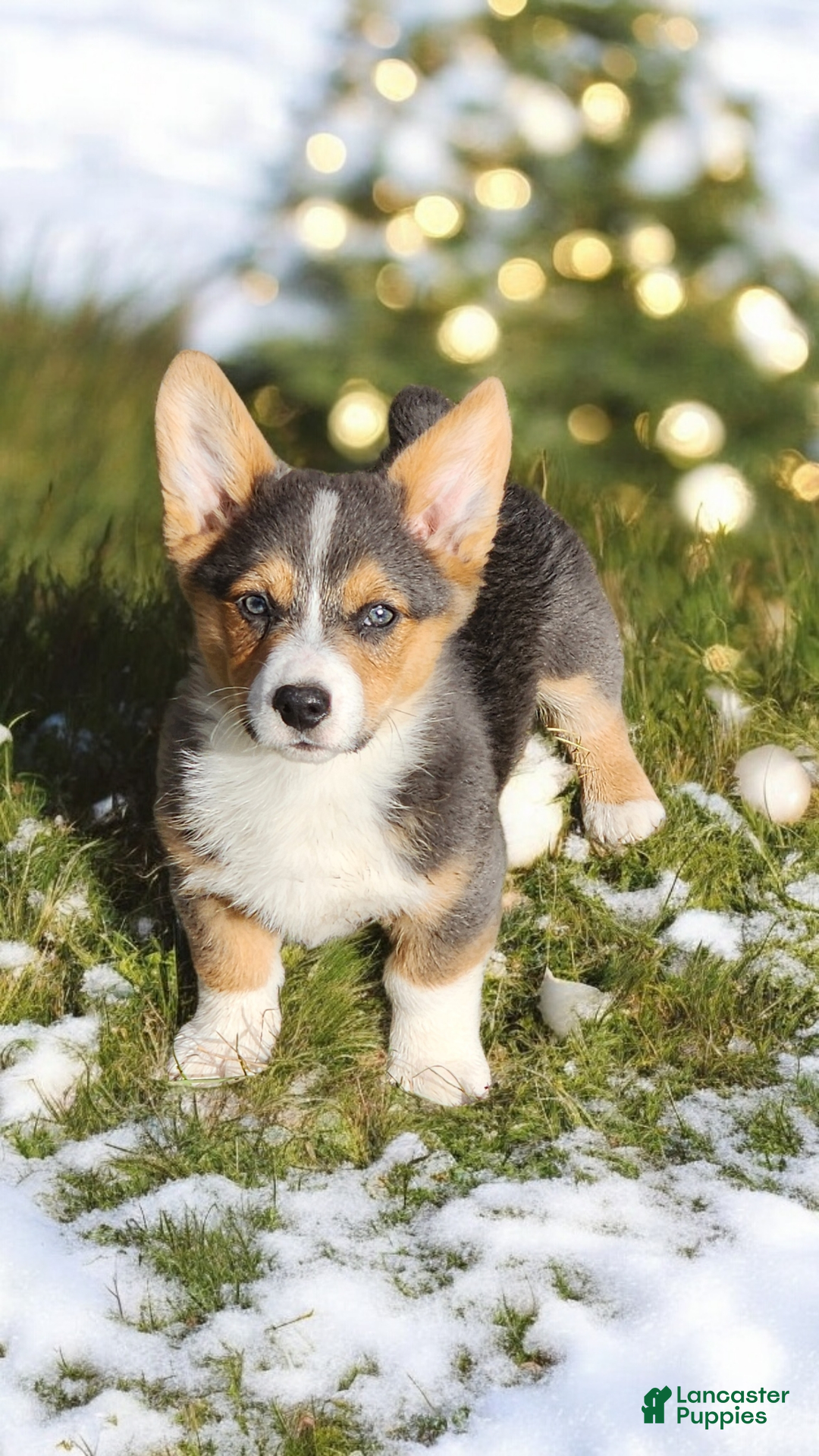 Welsh Corgi Pembroke dogs for sale: Alfie bluie  - Ad 4