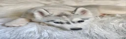 Siberian Husky dogs for sale: Balto - Ad 4