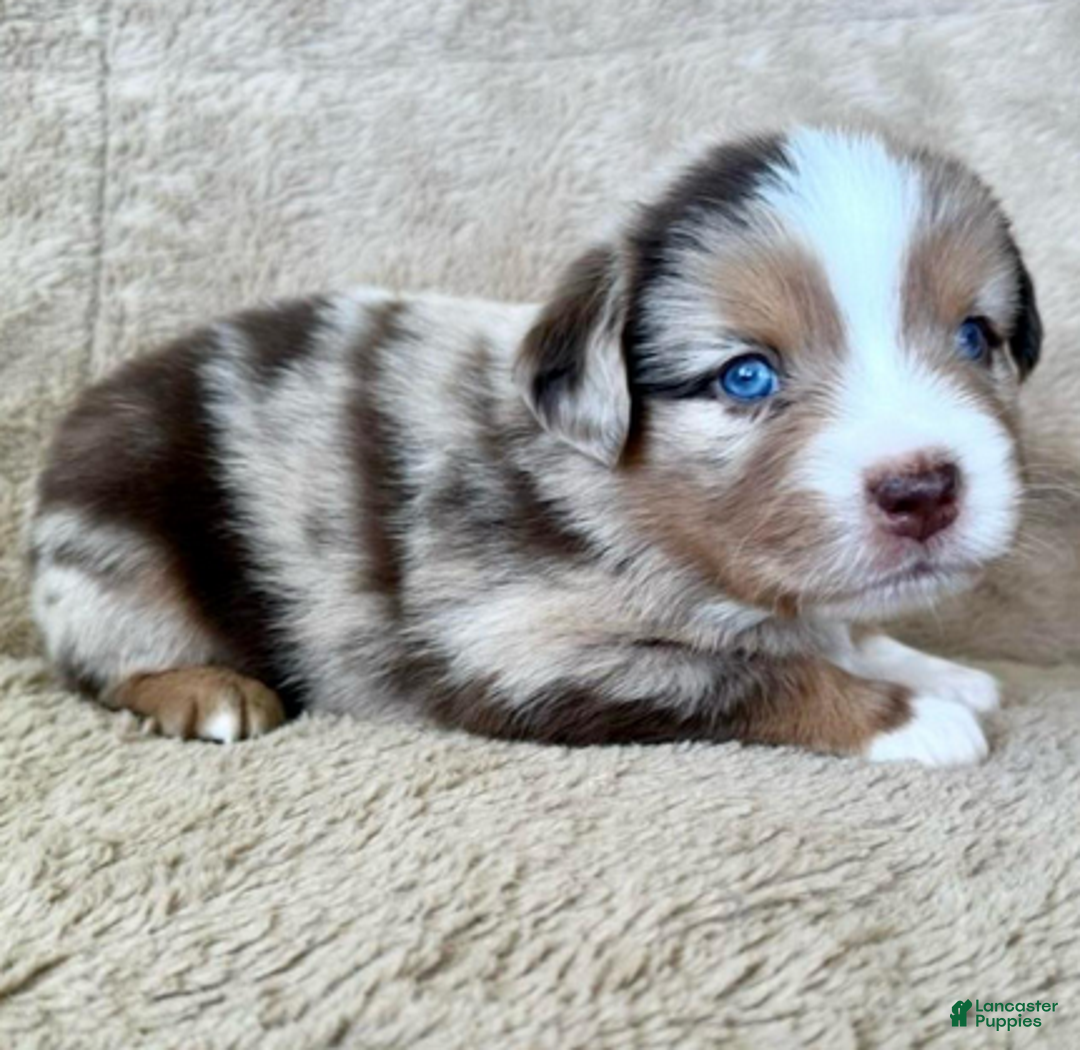 Miniature Australian Shepherd dogs for sale: Uncle Abe - Ad 3