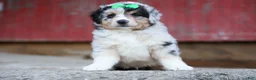 Miniature Australian Shepherd dogs for sale: LANDON [ new pictures] - Ad 16