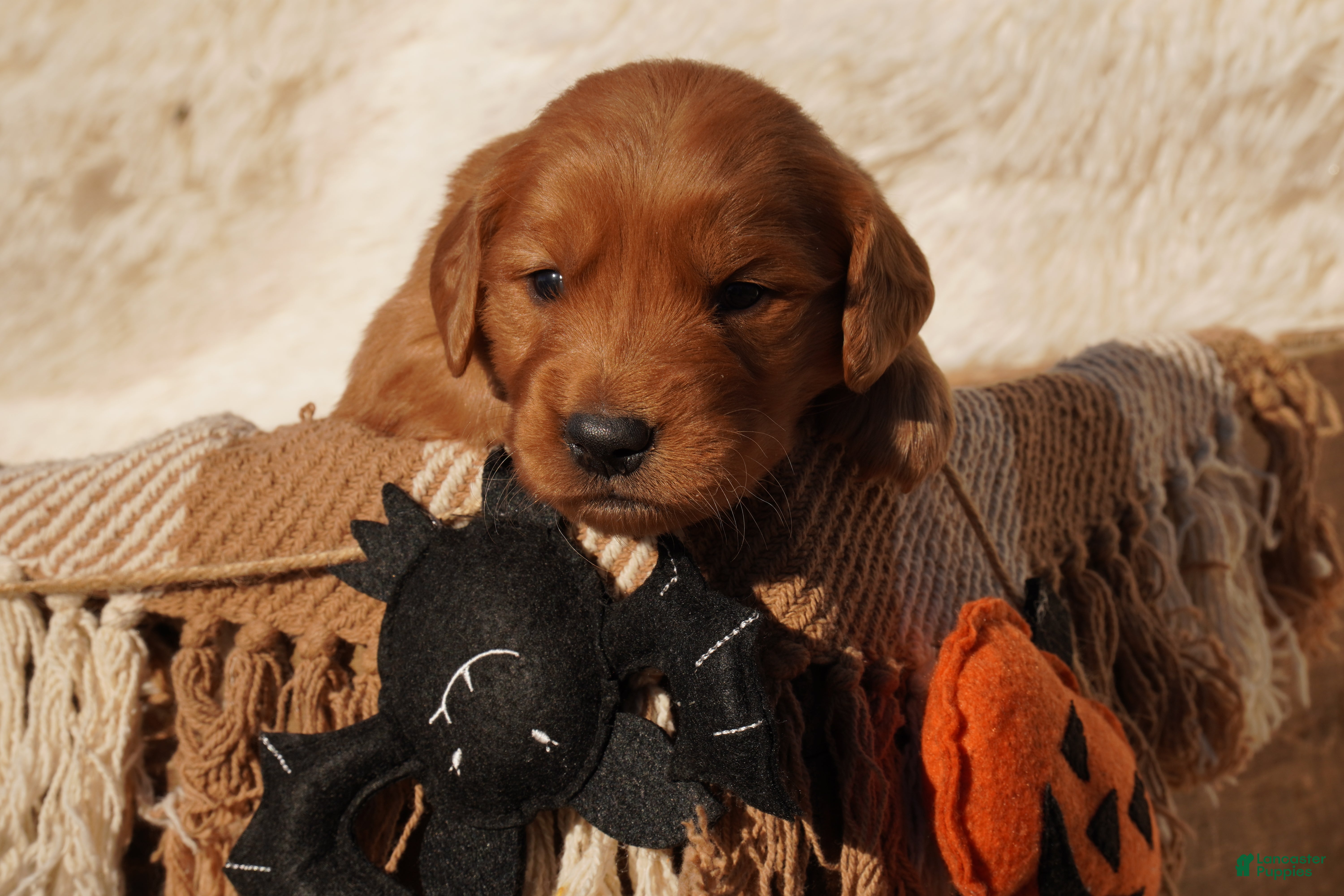 Golden Retriever dogs Oli - AKC, Genetically Clear - Ad 2