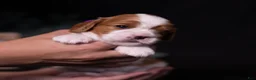 Cavalier King Charles Spaniel dogs for sale: Cherish - Ad 5