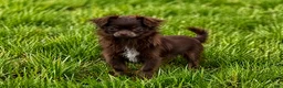 Chihuahua dogs for sale: Hershey - Ad 2
