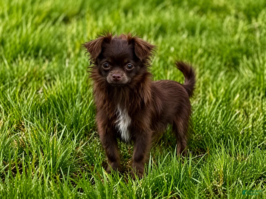 Chihuahua dogs for sale: Hershey - Ad 2