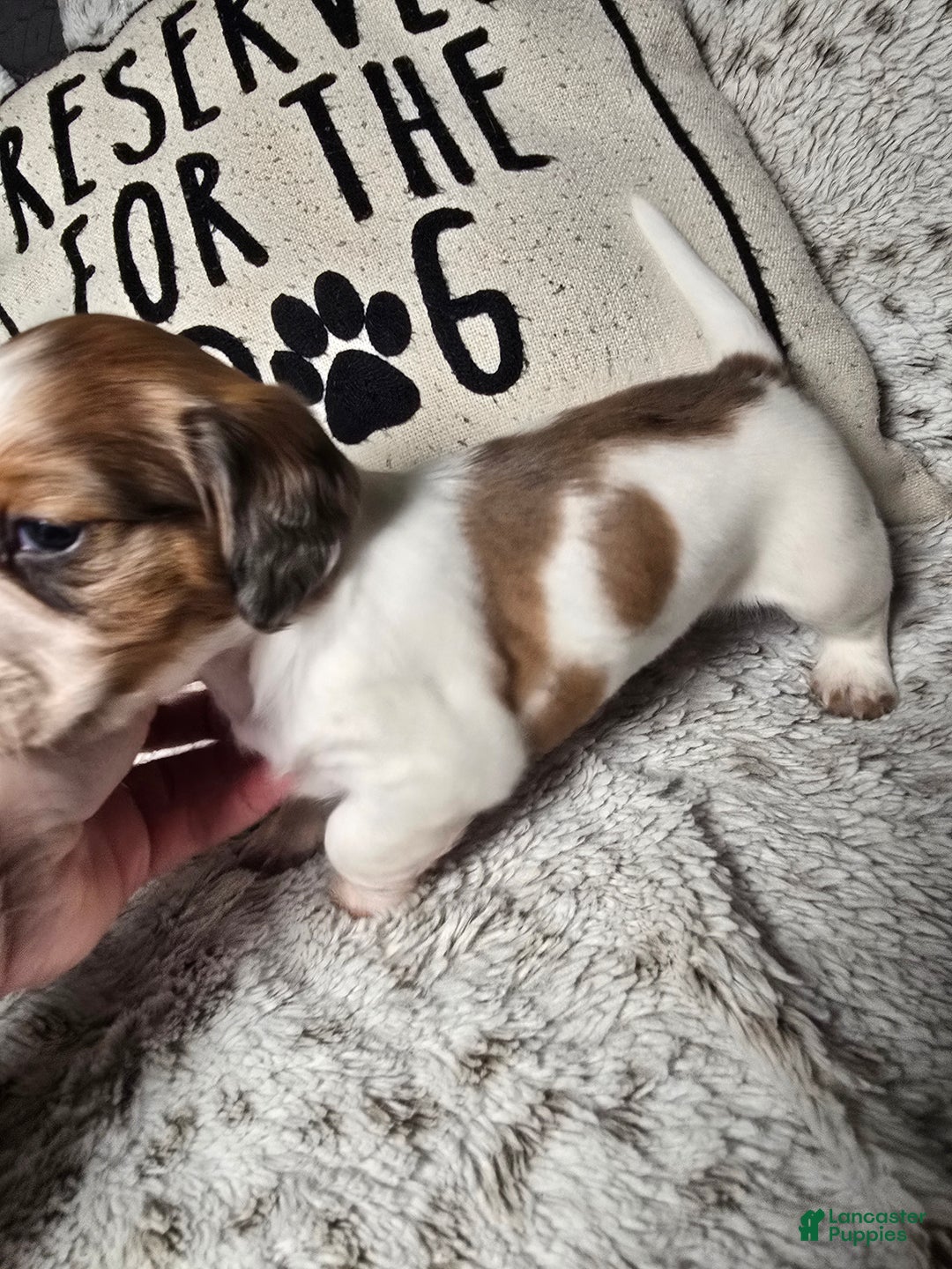 Miniature Dachshund dogs for sale: FeeFee - Ad 4