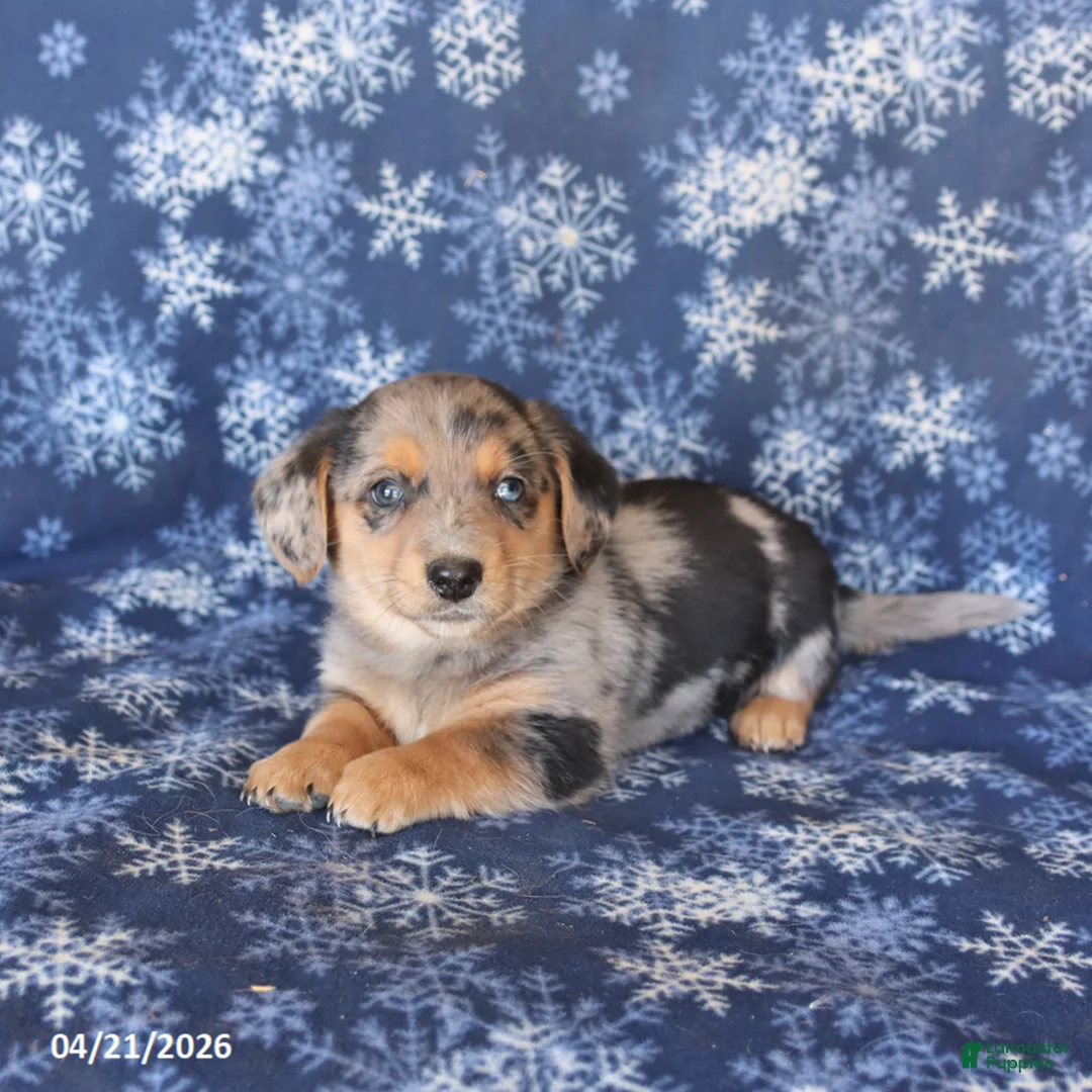 Welsh Corgi Pembroke dogs for sale: Scout - Ad 3