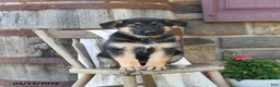 German Shepherd dogs for sale: Sandy - Ad 2