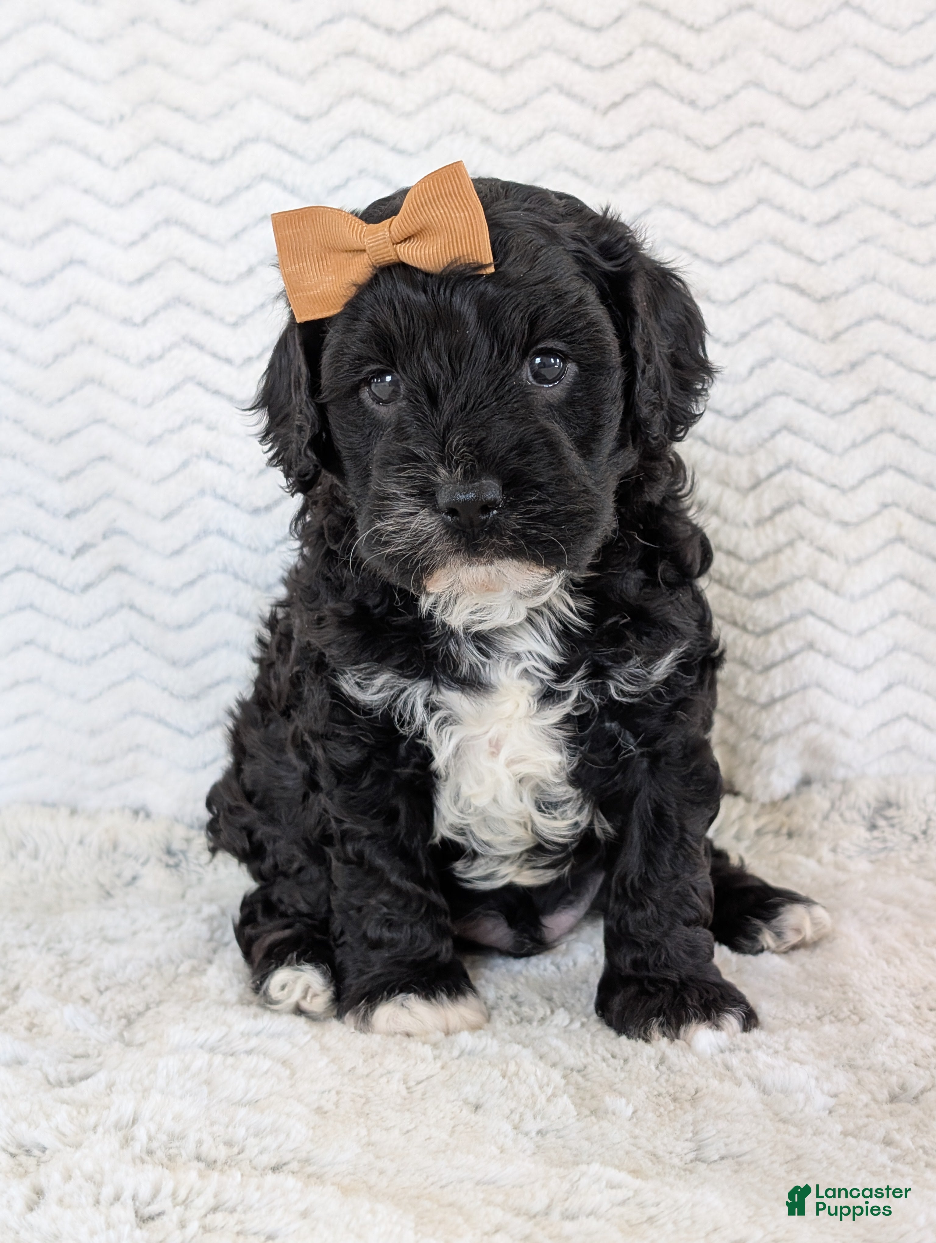 Cavapoo dogs Jake - Ad 2