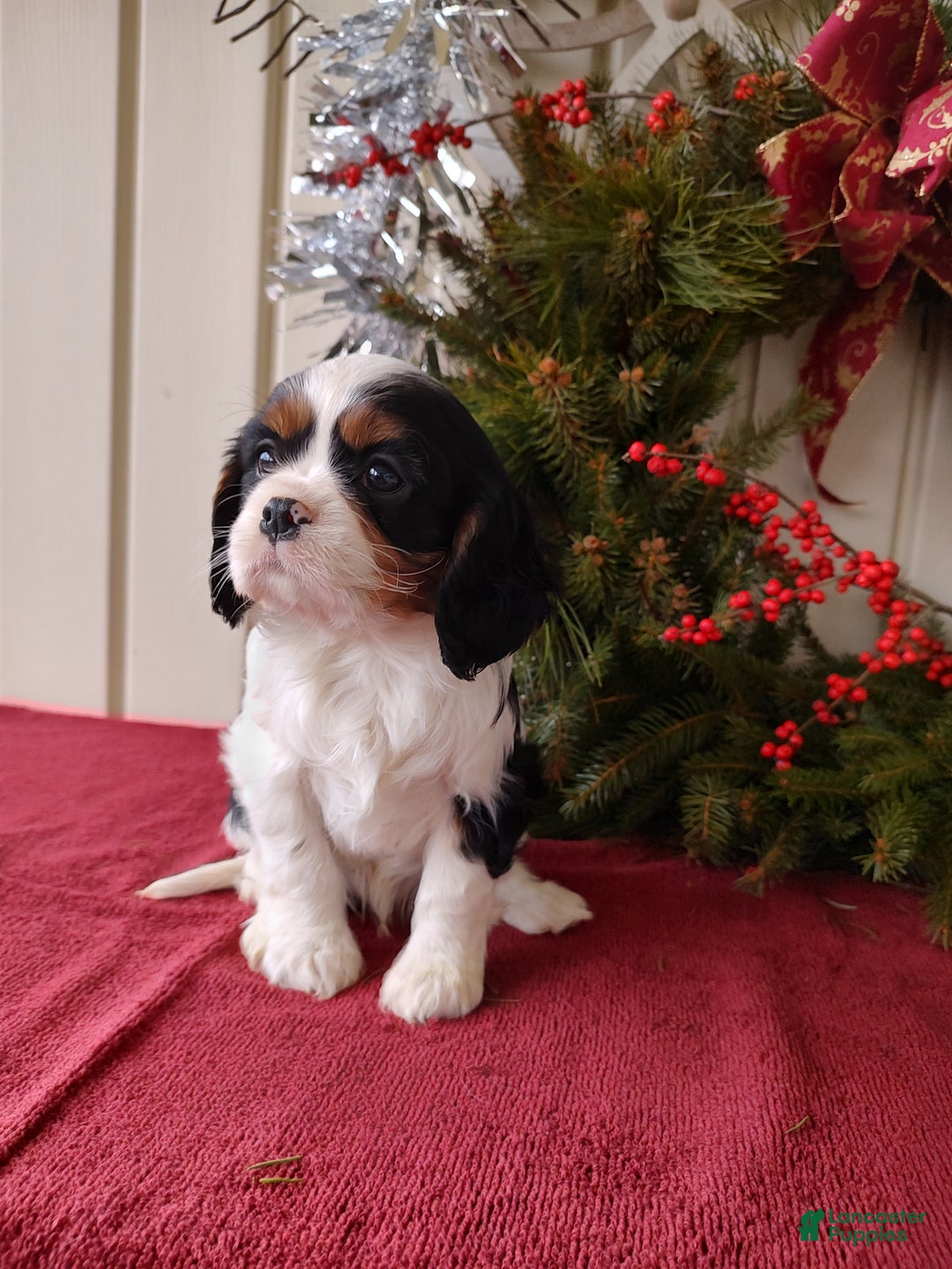 Cavalier King Charles Spaniel dogs for sale: Bruce - Ad 8