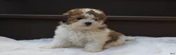 Miniature Poodle dogs for sale: Hallie - Ad 9