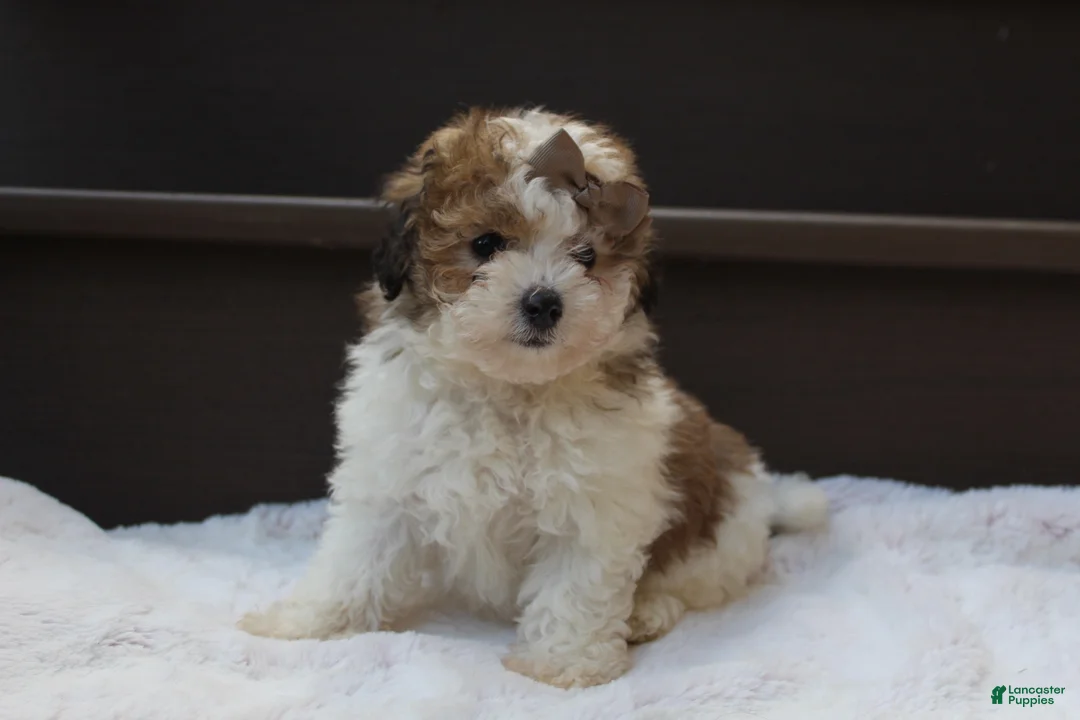 Miniature Poodle dogs for sale: Hallie - Ad 9
