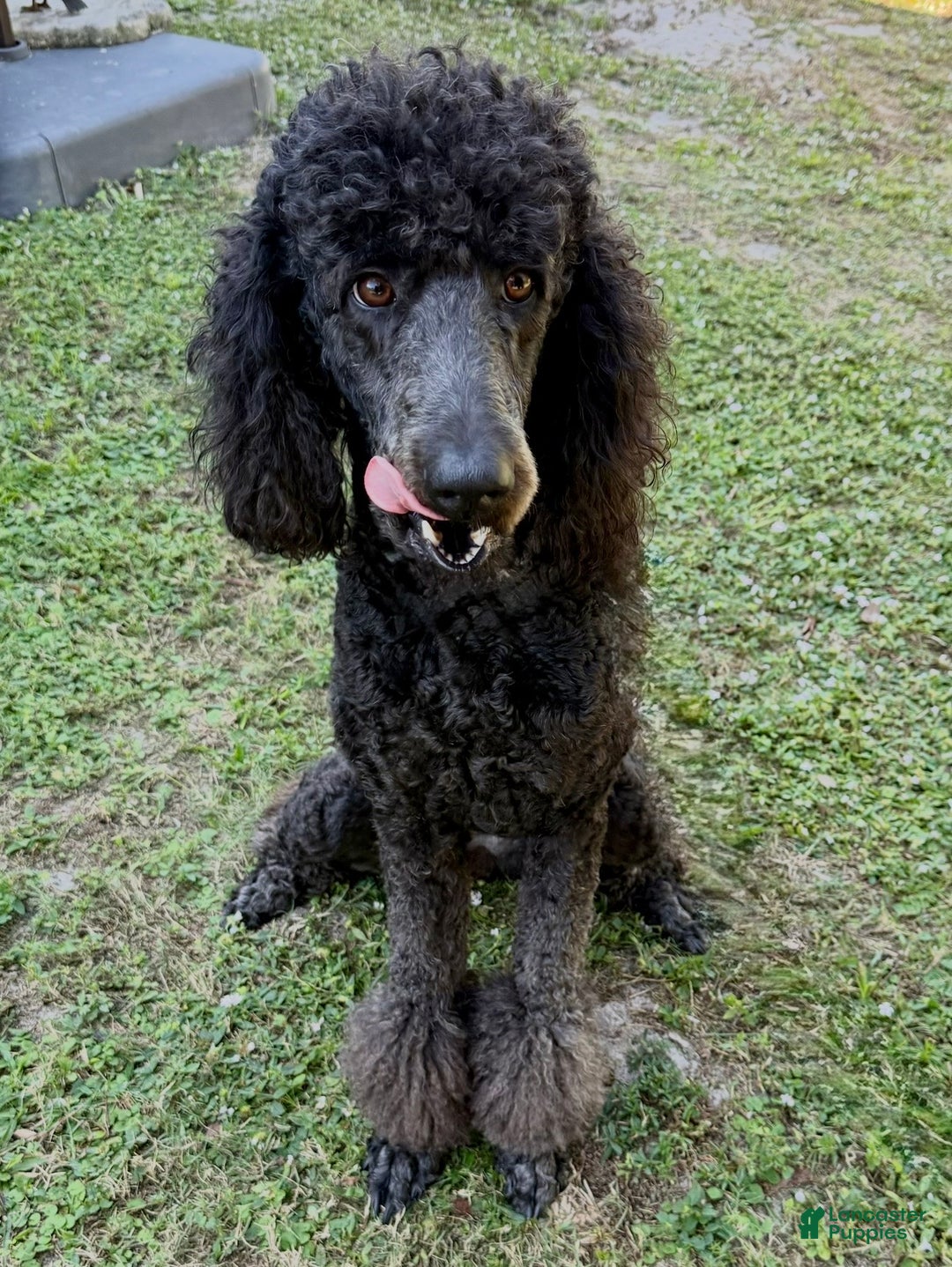 Standard Poodle dogs for sale: Princess - Ad 11