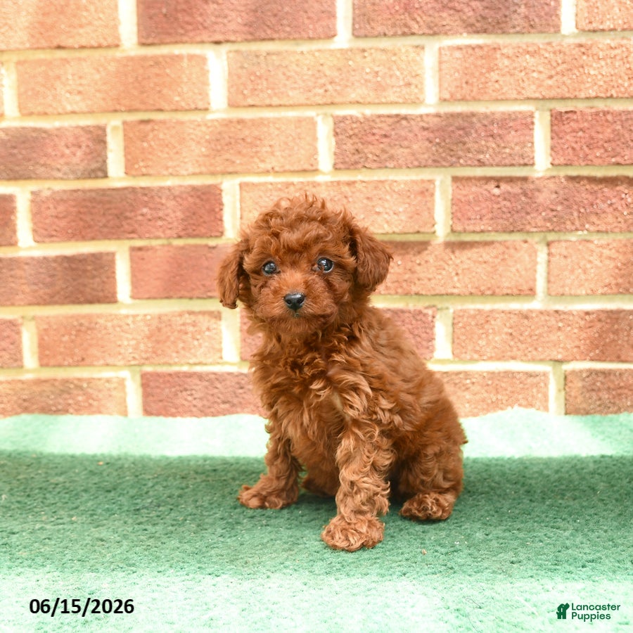 Miniature Poodle dogs Sorrel - Ad 2