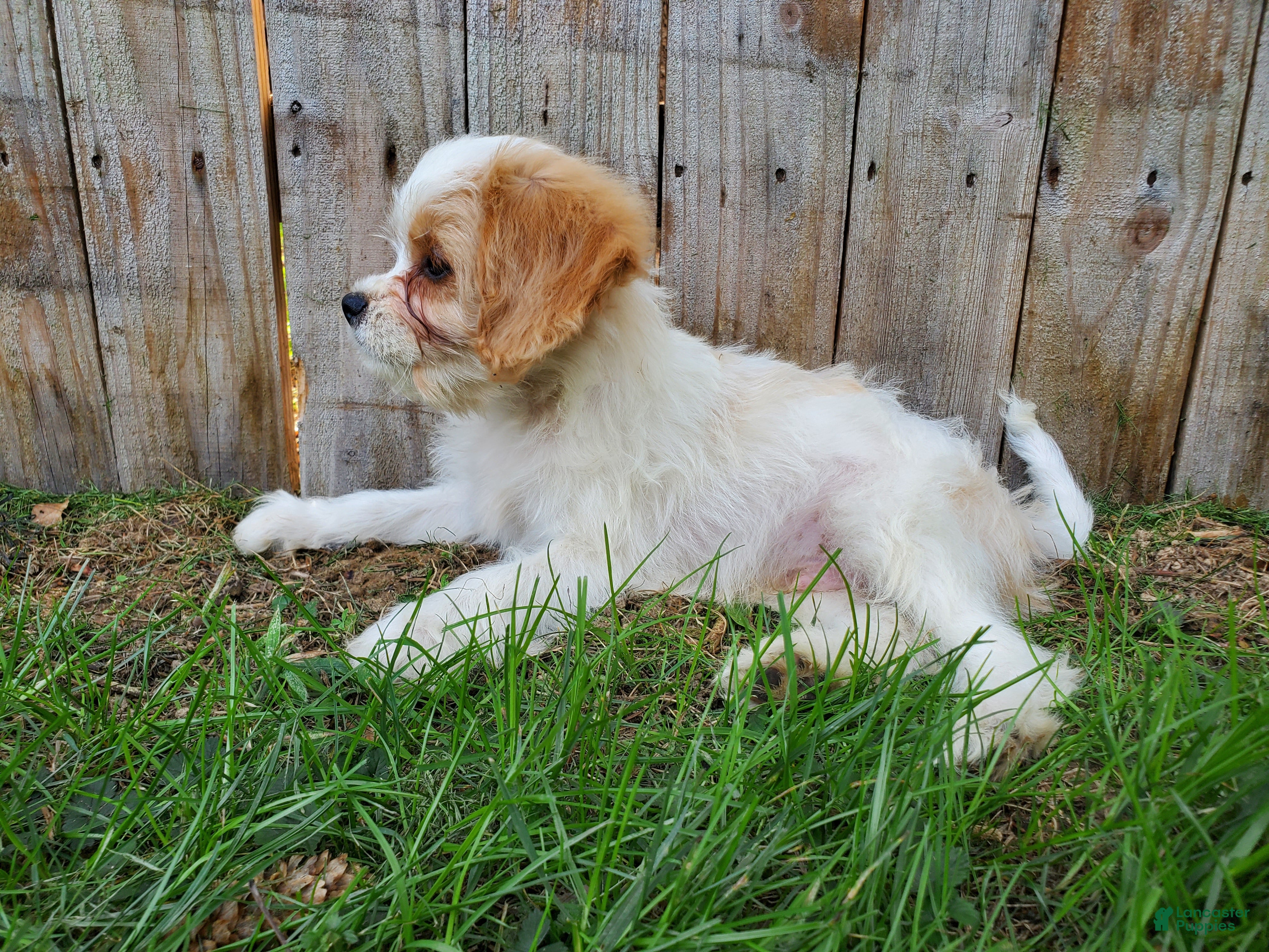 Cavachon dogs Blitz - Ad 1