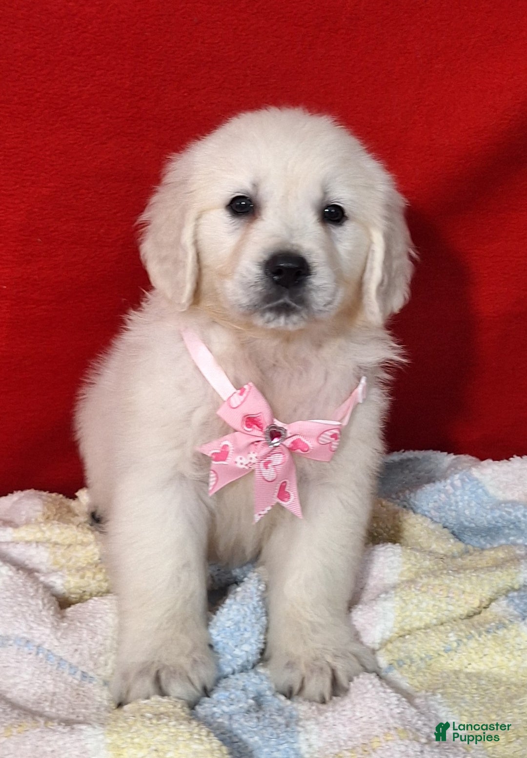 Golden Retriever dogs for sale: Bridget - Ad 2