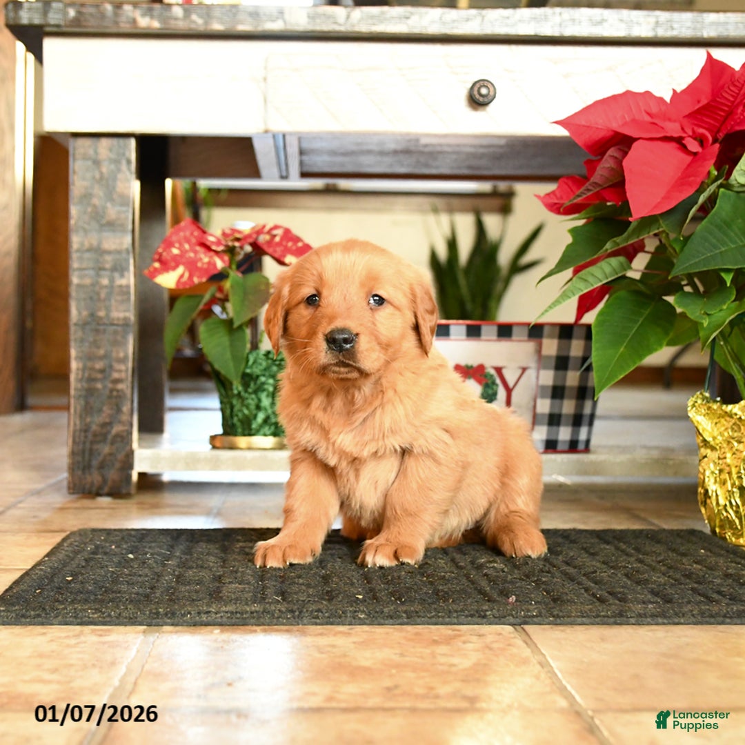 Golden Retriever dogs for sale: Rhonda - Ad 1