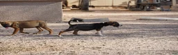 Mixed Breed dogs for sale: Doberdane Tri-color F - Ad 3