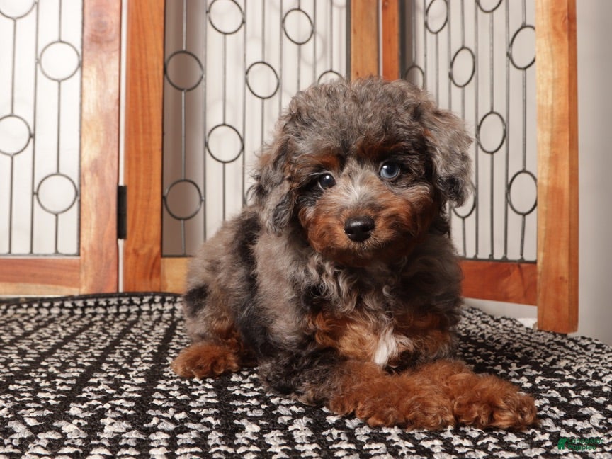 Miniature Poodle dogs Moon Sassy Mini Poodle - ICA - Ad 2