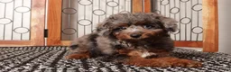 Miniature Poodle dogs for sale: Moon Sassy Mini Poodle - ICA - Ad 2